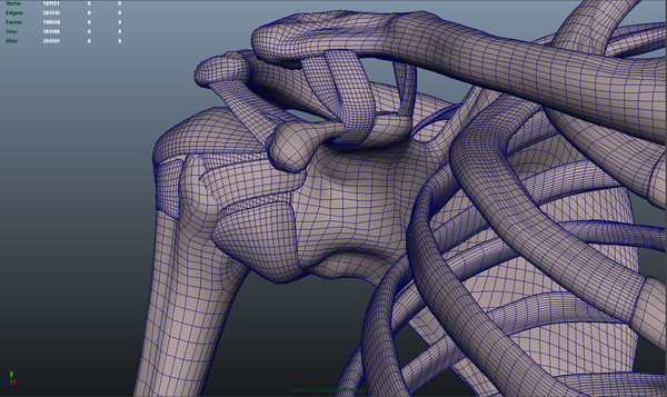 shoulder bones anatomy thoracic 3d obj - Thoracic and Shoulder bones by anatomy_3d
