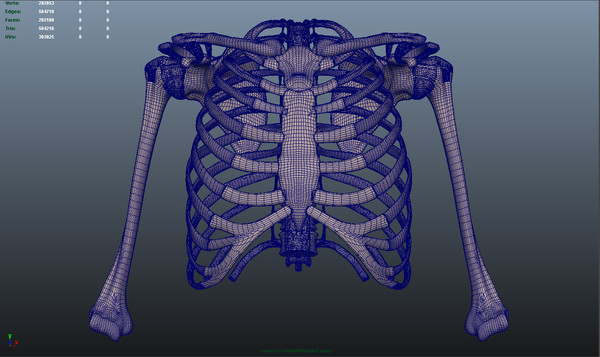 shoulder bones anatomy thoracic 3d obj - Thoracic and Shoulder bones by anatomy_3d