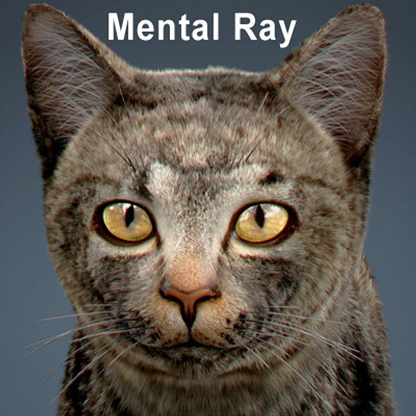 cat hair feline max - Domestic Cat - Hair by NONECG