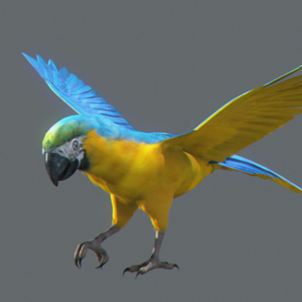 Animated Parrots Pack