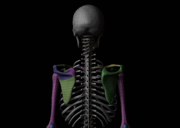 3ds skeleton zbrush 4 - Skeleton... by Leppee