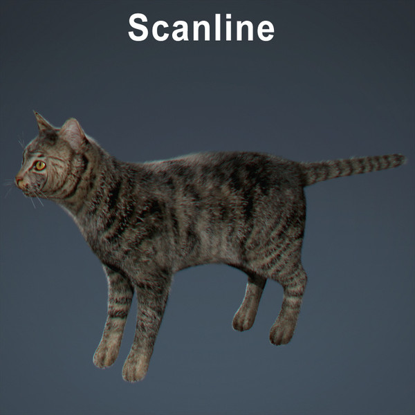 cat hair feline max - Domestic Cat - Hair by NONECG