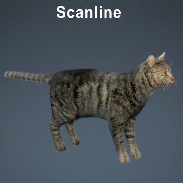 cat hair feline max - Domestic Cat - Hair by NONECG