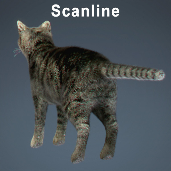 cat hair feline max - Domestic Cat - Hair by NONECG