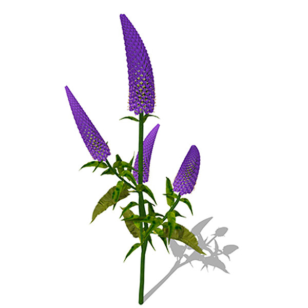 xfrogplants gooseneck loosestrife plant 3d model - XfrogPlants Gooseneck Loosestrife by xfrog