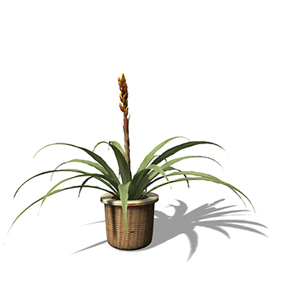 3dsmax xfrogplants gemma guzmania plant - XfrogPlants Gemma Guzmania by xfrog