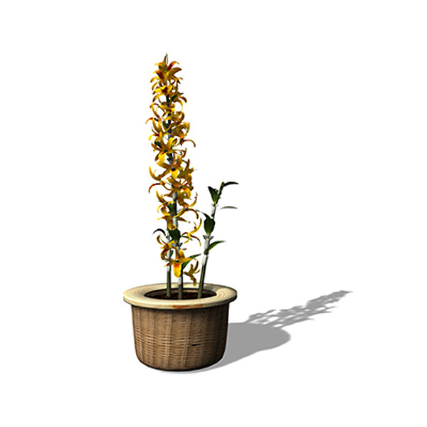 max xfrogplants dendrobium nobile plant - XfrogPlants Dendrobium nobile by xfrog