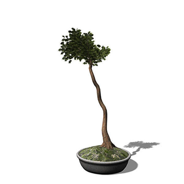 3d xfrogplants bonsai hinoki falsecypress - XfrogPlants Bonsai Hinoki Falsecypress by xfrog