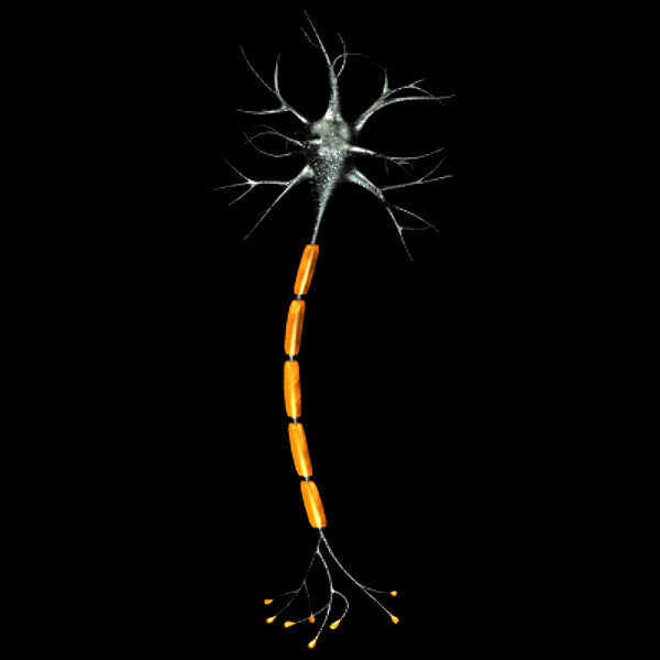 3ds max neuron chromosome blood vessel - Neuron, Chromosome, Blood Vessel by TurboPhoton