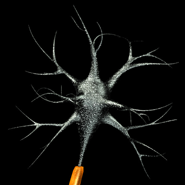 3ds max neuron chromosome blood vessel - Neuron, Chromosome, Blood Vessel by TurboPhoton