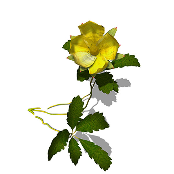 c4d xfrogplants creeping cinquefoil plant - XfrogPlants Creeping Cinquefoil by xfrog