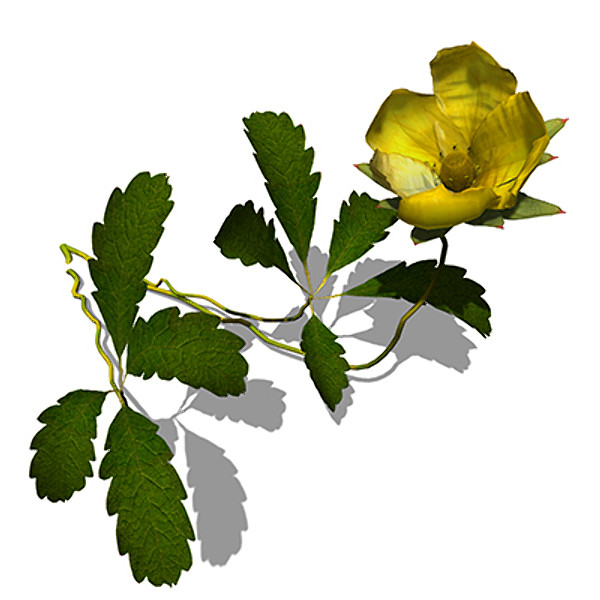 c4d xfrogplants creeping cinquefoil plant - XfrogPlants Creeping Cinquefoil by xfrog