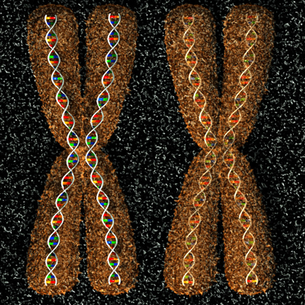 3ds max neuron chromosome blood vessel - Neuron, Chromosome, Blood Vessel by TurboPhoton