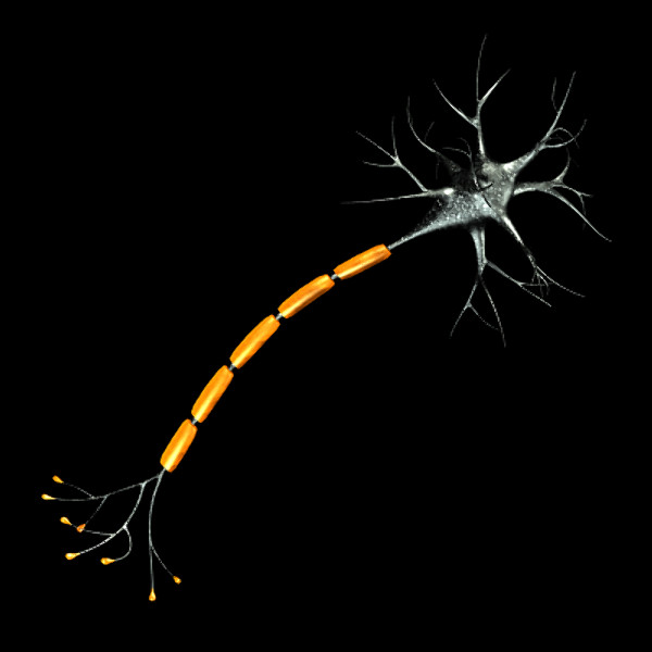3ds max neuron chromosome blood vessel - Neuron, Chromosome, Blood Vessel by TurboPhoton