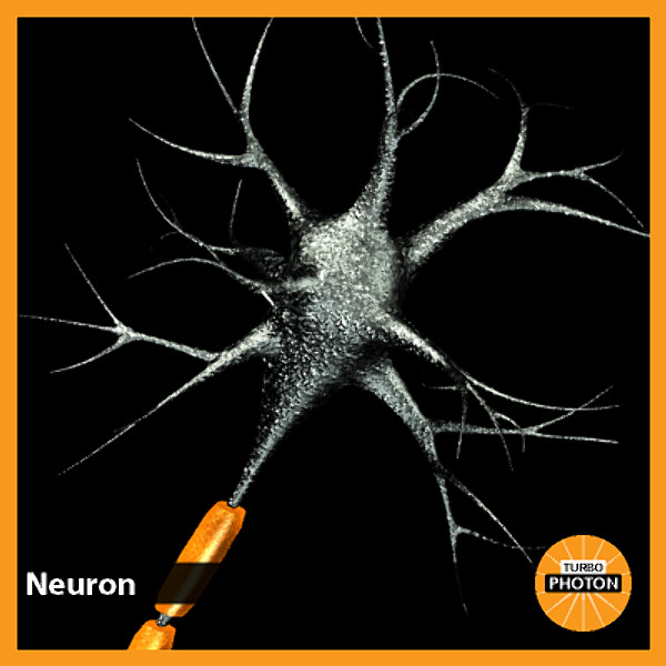 3ds max neuron chromosome blood vessel - Neuron, Chromosome, Blood Vessel by TurboPhoton