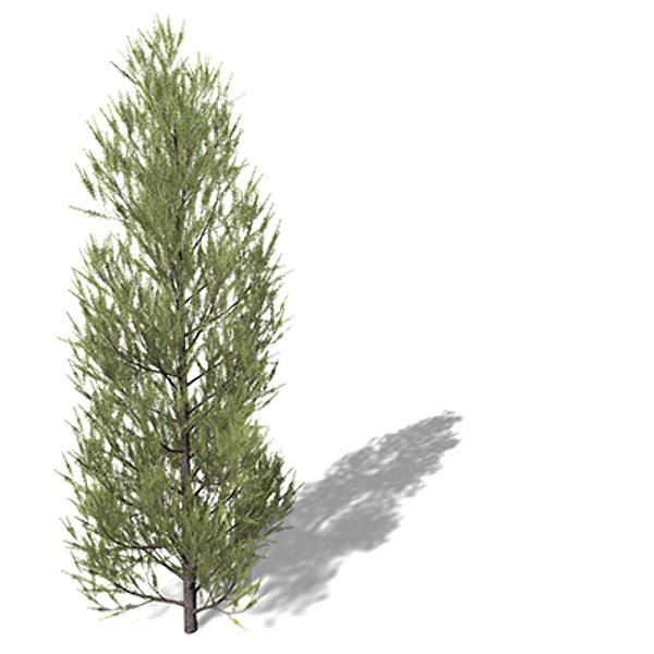 xfrogplants western larch tree lwo - XfrogPlants Western Larch by xfrog