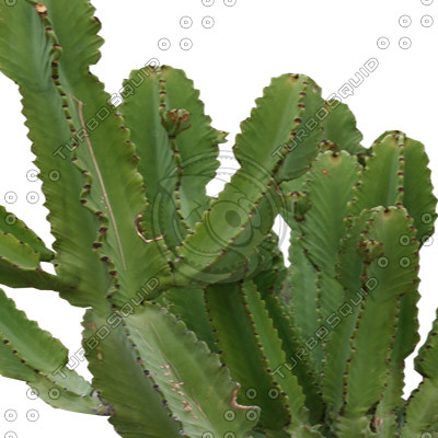 Desert_plants_02.tga