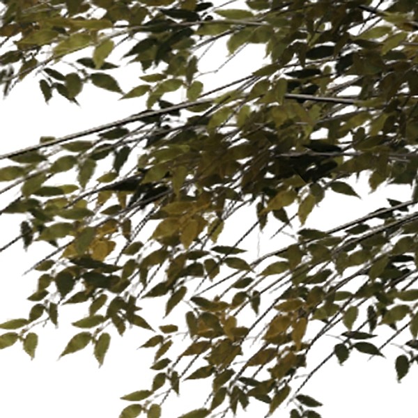 tree opacity 3d model - Tree 2 by fabelar