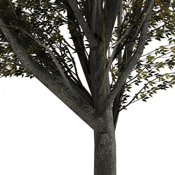 tree opacity 3d model - Tree 2 by fabelar