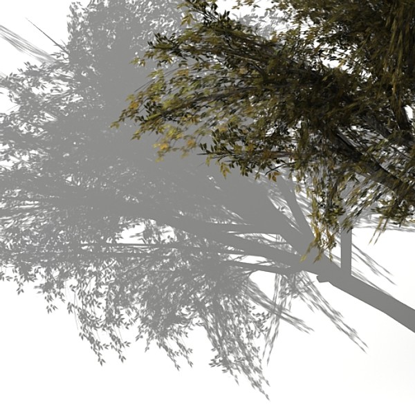 tree opacity 3d model - Tree 2 by fabelar