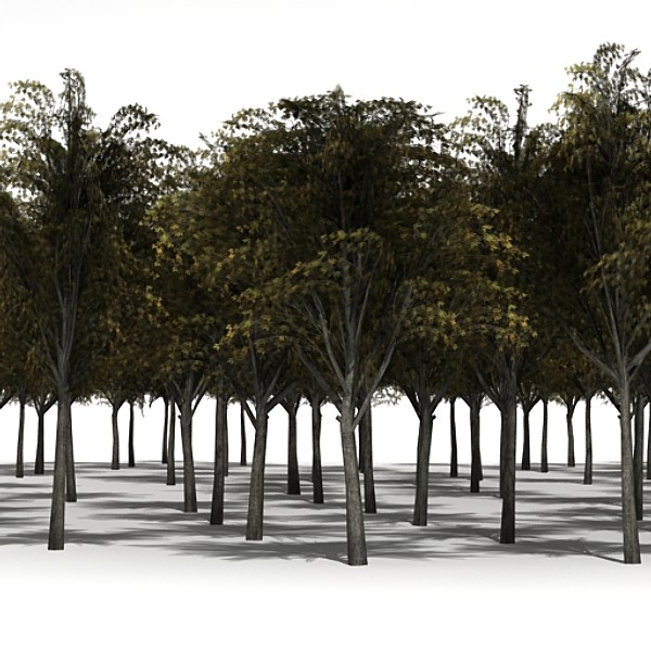 tree opacity 3d model - Tree 2 by fabelar