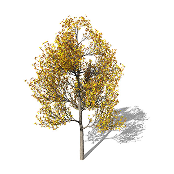 3ds max xfrogplants sassafras tree - XfrogPlants Sassafras by xfrog