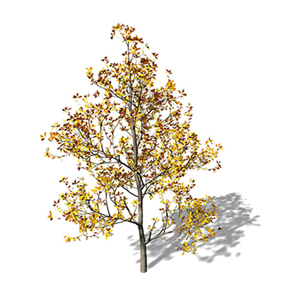 3ds max xfrogplants sassafras tree - XfrogPlants Sassafras by xfrog