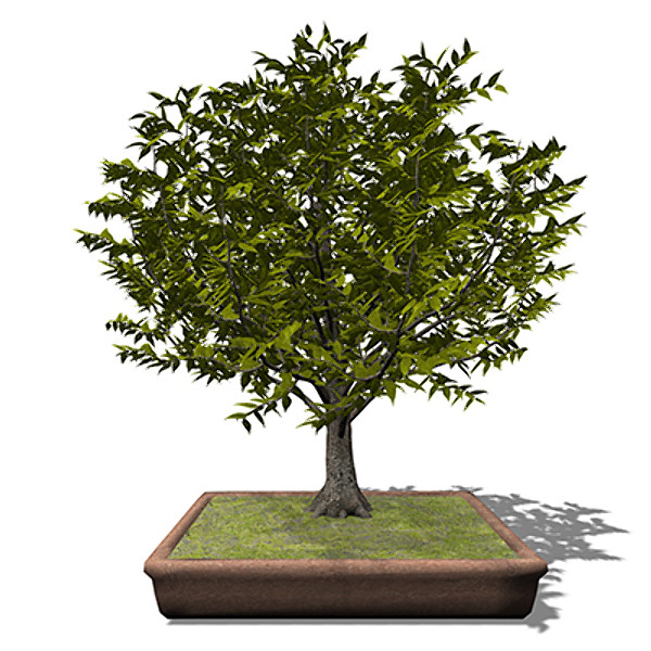 3d model xfrogplants bonsai japanese zelkova - XfrogPlants Bonsai Japanese Zelkova by xfrog