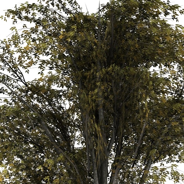 tree opacity 3d model - Tree 2 by fabelar