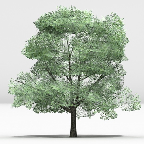 tree opacity 3d max - Tree 06 by fabelar