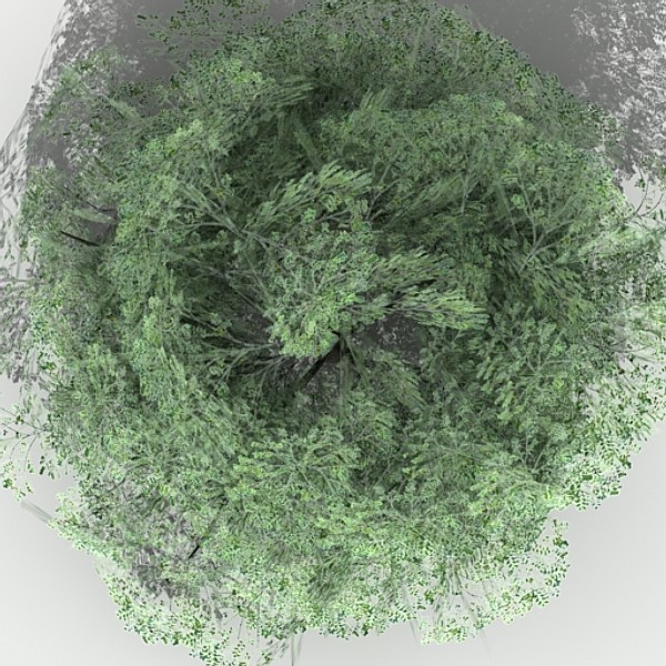 tree opacity 3d max - Tree 06 by fabelar