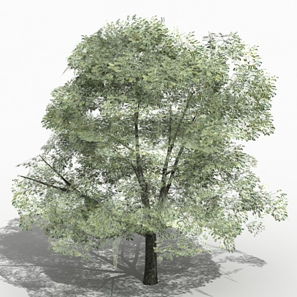 tree opacity 3d max - Tree 06 by fabelar