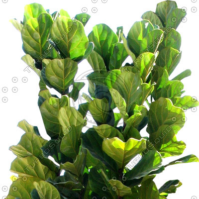 Tree_tropic_02.tga
