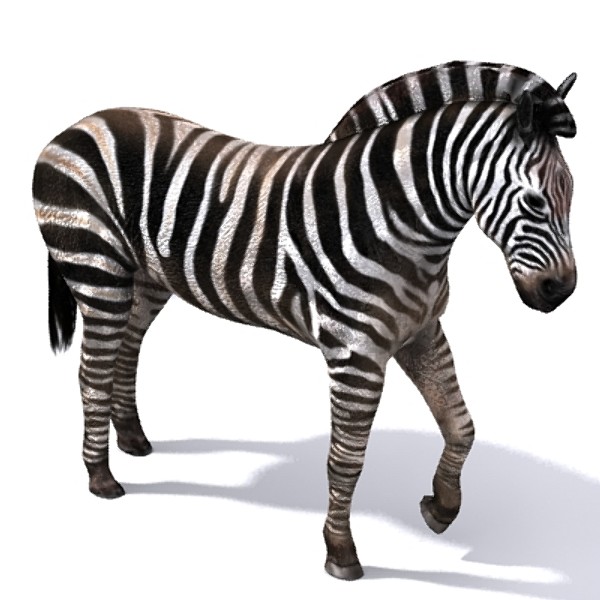 zebra 3d max - zebra_max.zip... by David Penfound