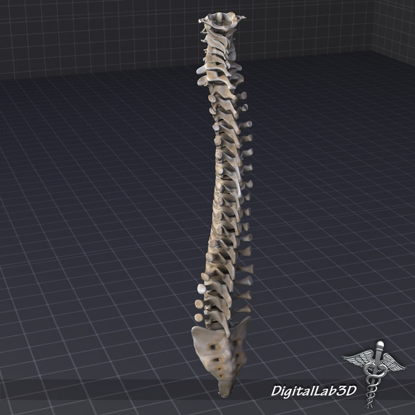 3d model human vertebral column anatomy - Human Vertebral Column by digitallab3d