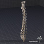 human anatomy spinal cord 3d 3ds