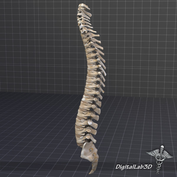 3d model human vertebral column anatomy - Human Vertebral Column by digitallab3d