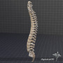 3d max human vertebral column anatomy