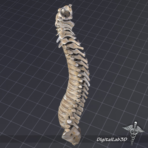 3d model human vertebral column anatomy - Human Vertebral Column by digitallab3d