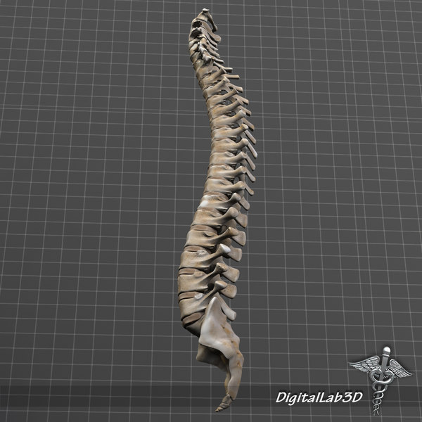 3d model human vertebral column anatomy - Human Vertebral Column by digitallab3d