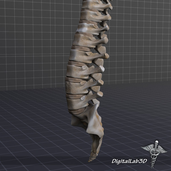 3d model human vertebral column anatomy - Human Vertebral Column by digitallab3d