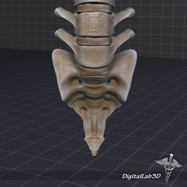 3d model human vertebral column anatomy - Human Vertebral Column by digitallab3d