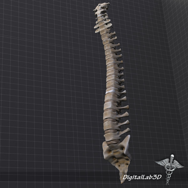 3d model human vertebral column anatomy - Human Vertebral Column by digitallab3d