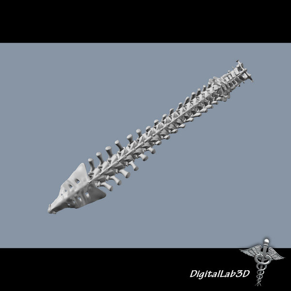 3d model human vertebral column anatomy - Human Vertebral Column by digitallab3d