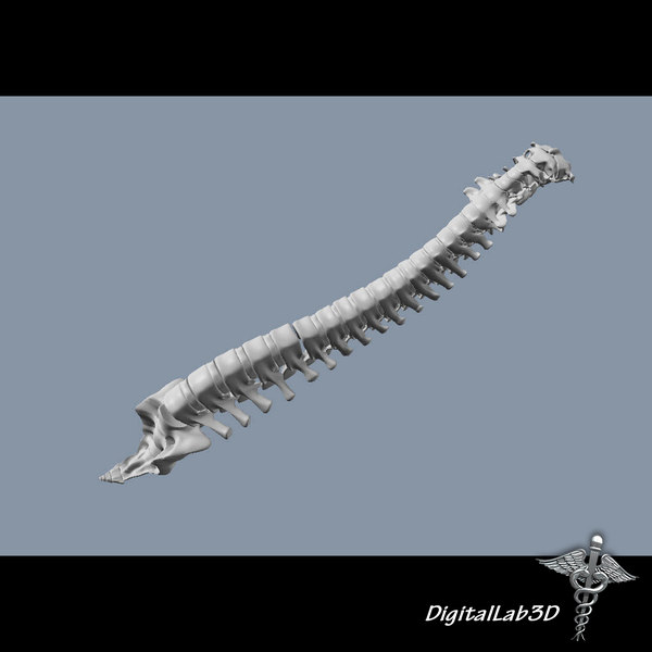 3d model human vertebral column anatomy - Human Vertebral Column by digitallab3d