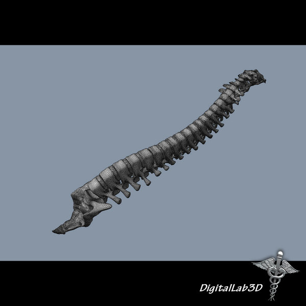 3d model human vertebral column anatomy - Human Vertebral Column by digitallab3d