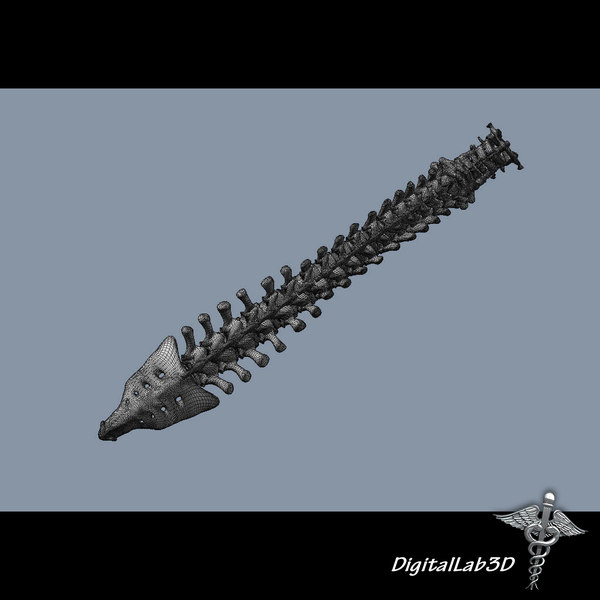 3d model human vertebral column anatomy - Human Vertebral Column by digitallab3d